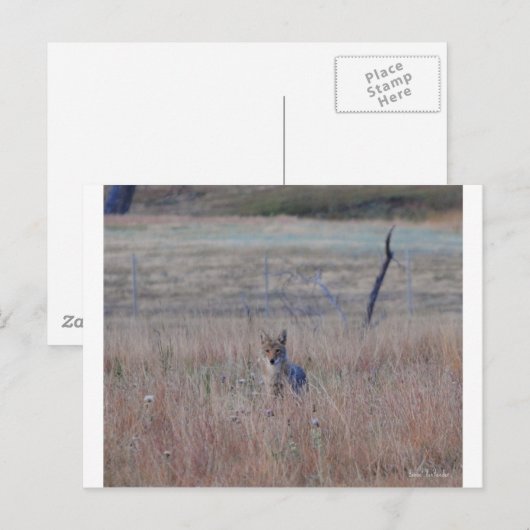 Coyote in Wind Cave National Park, South Dakota Briefkaart (Voorkant / Achterkant)