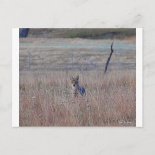 Coyote in Wind Cave National Park, South Dakota Briefkaart