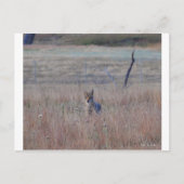 Coyote in Wind Cave National Park, South Dakota Briefkaart (Voorkant)
