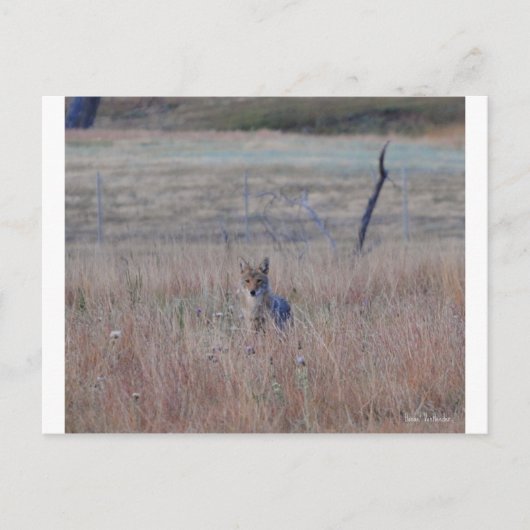 Coyote in Wind Cave National Park, South Dakota Briefkaart (Voorkant)