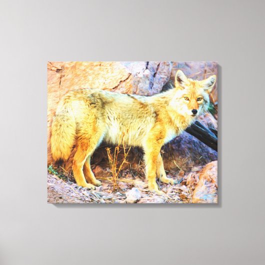 Coyote in Yellowstone Canvas Afdruk (Voorkant)