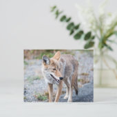 Coyote in Yellowstone National Park Briefkaart (Staand voorkant)
