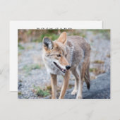 Coyote in Yellowstone National Park Briefkaart (Voorkant / Achterkant)