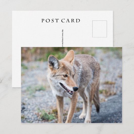 Coyote in Yellowstone National Park Briefkaart (Voorkant / Achterkant)