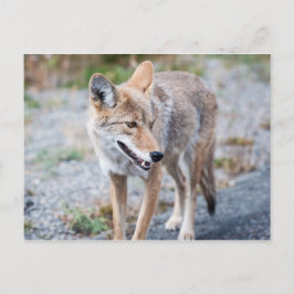 Coyote in Yellowstone National Park Briefkaart