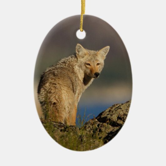 coyote keramisch ornament (Voorkant)
