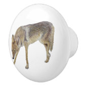 Coyote Keramische Knop (Rechts)