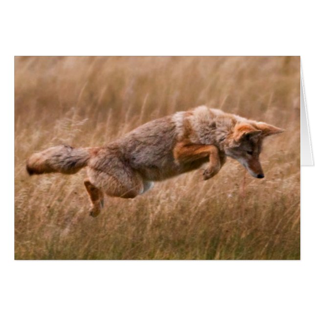 Coyote Leaping - Gibbon Meadows (Voorkant Horizontaal)