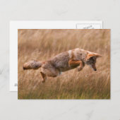 Coyote Leaping - Gibbon Meadows Briefkaart (Voorkant / Achterkant)
