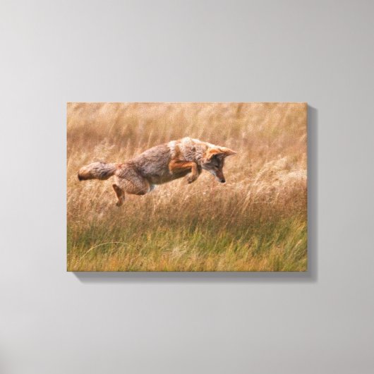 Coyote Leaping - Gibbon Meadows Canvas Afdruk (Voorkant)