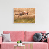 Coyote Leaping - Gibbon Meadows Canvas Afdruk (Insitu (Woonkamer))