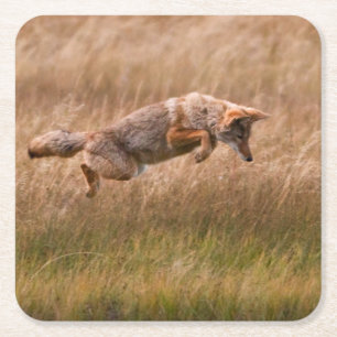 Coyote Leaping - Gibbon Meadows Kartonnen Onderzetters