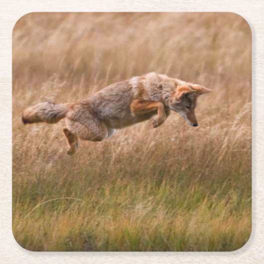 Coyote Leaping - Gibbon Meadows Kartonnen Onderzetters (Voorkant)