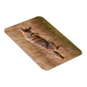 Coyote Leaping - Gibbon Meadows Magneet (Rechterzijde)