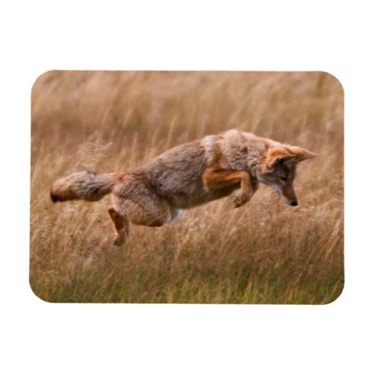 Coyote Leaping - Gibbon Meadows Magneet (Horizontaal)