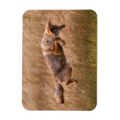 Coyote Leaping - Gibbon Meadows Magneet (Verticaal)