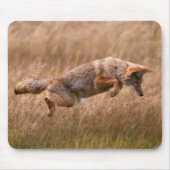 Coyote Leaping - Gibbon Meadows Muismat (Voorkant)