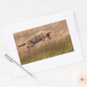 Coyote Leaping - Gibbon Meadows Rechthoekige Sticker (Envelop)