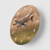 Coyote Leaping - Gibbon Meadows Ronde Klok (Hoek)