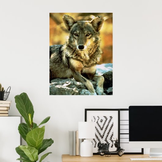 Coyote Lovers Gifts Poster (Thuiskantoor)