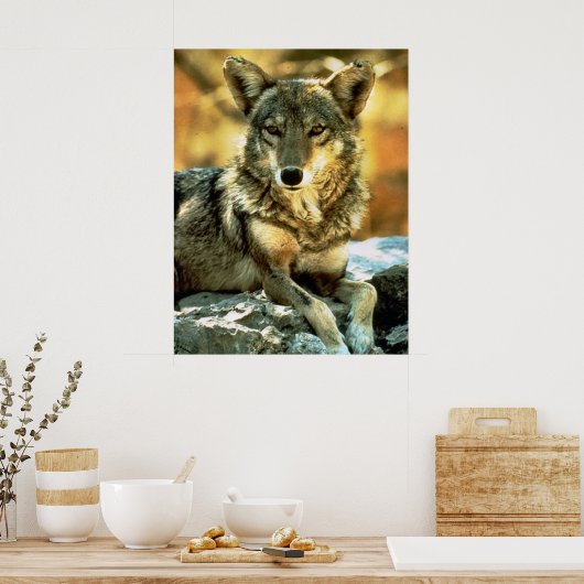 Coyote Lovers Gifts Poster (Keuken)