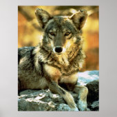 Coyote Lovers Gifts Poster (Voorkant)