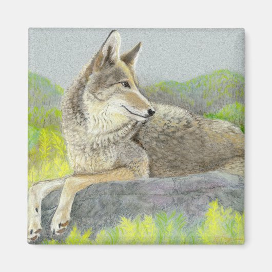Coyote Magnet (Voorkant)
