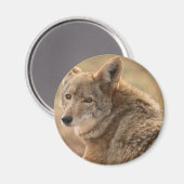 Coyote Magnet (Voorkant / Achterkant)