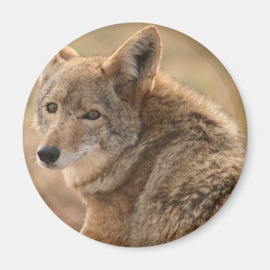 Coyote Magnet (Voorkant)