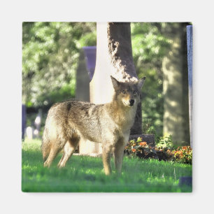 Coyote op het kerkhof magneet