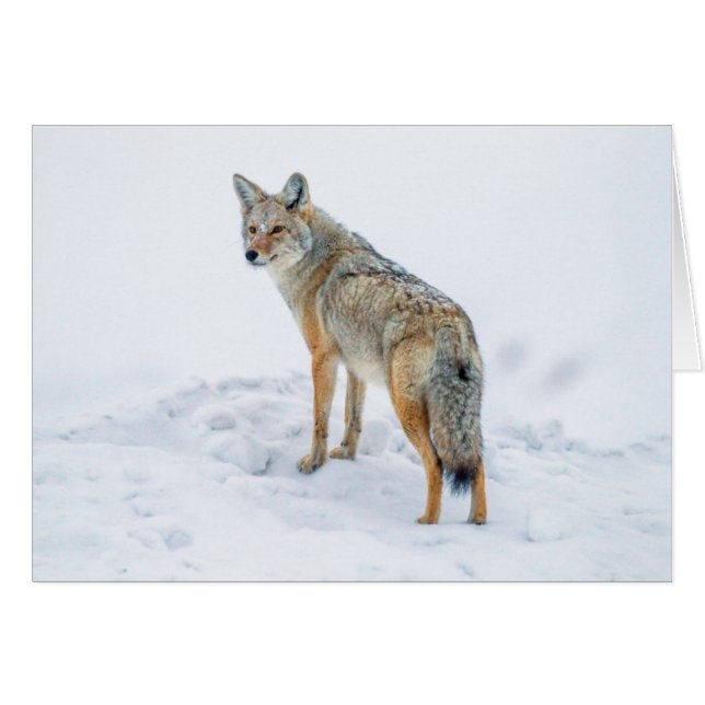 Coyote op zijn hoede in de sneeuw (Voorkant Horizontaal)