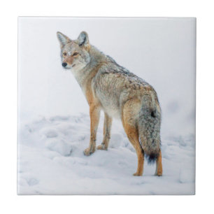 Coyote op zijn hoede in de sneeuw tegeltje