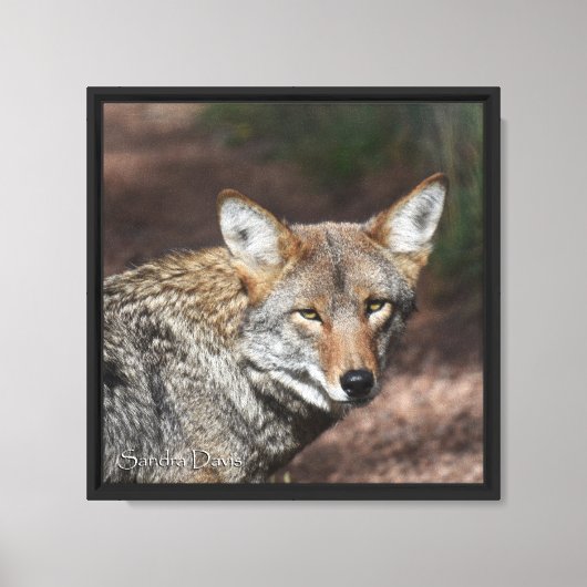 Coyote Portret Canvas Afdruk (Voorkant)