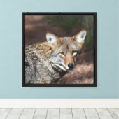 Coyote Portret Canvas Afdruk (Insitu (Houten vloer))