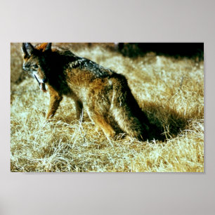 Coyote Poster