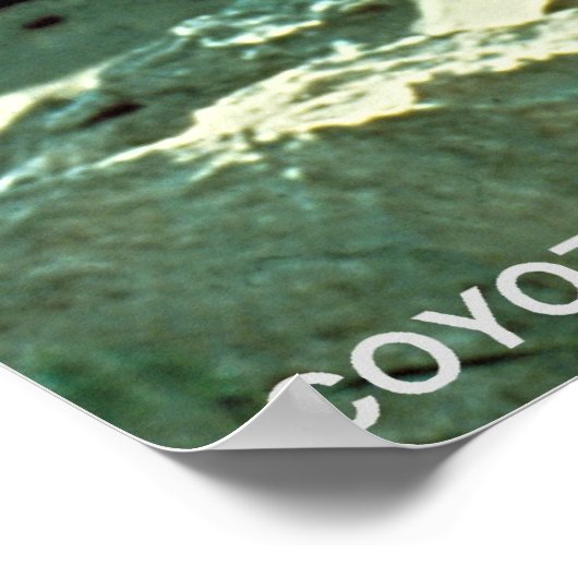 Coyote Poster (Hoek)