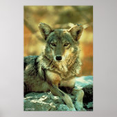 Coyote Poster (Voorkant)