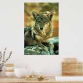 Coyote Poster (Keuken)