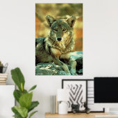 Coyote Poster (Thuiskantoor)