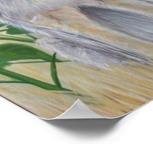 Coyote Poster (Hoek)