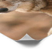 Coyote Poster afdrukken (Hoek)