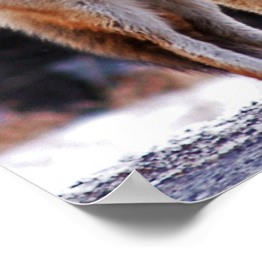 Coyote Poster of afdrukken (Hoek)