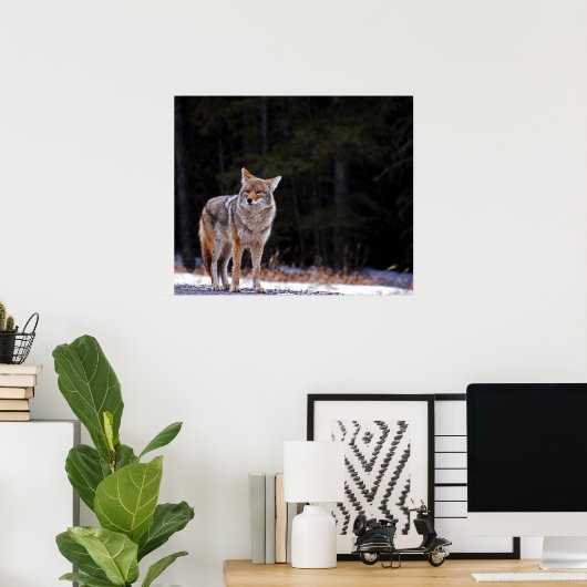 Coyote Poster of afdrukken (Thuiskantoor)