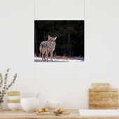 Coyote Poster of afdrukken (Keuken)