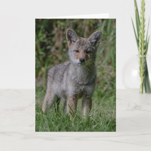 Coyote Pup Oren - Coyote Dankjewel Kaart (Voorkant)