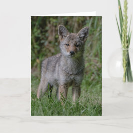 Coyote Pup Oren - Coyote Dankjewel Kaart