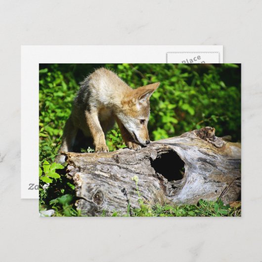 Coyote Pup - Wat is er in dat log? Briefkaart (Voorkant / Achterkant)