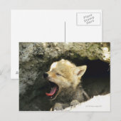 Coyote pup yawning briefkaart (Voorkant / Achterkant)