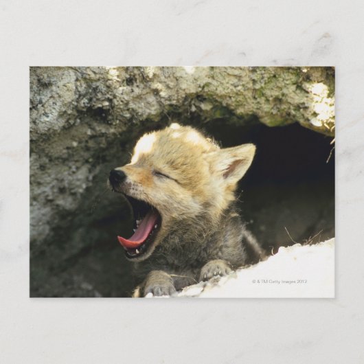 Coyote pup yawning briefkaart (Voorkant)