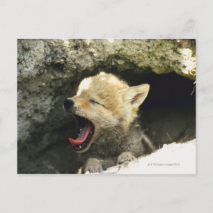 Coyote pup yawning briefkaart
